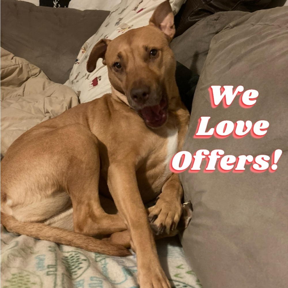 Piggy says WE LOVE OFFERS (: and Cute Animals